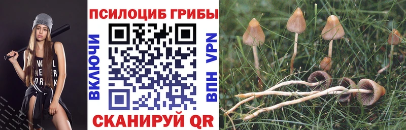 Купить  Благодарный  Галлюциногенные грибы прущие грибы 